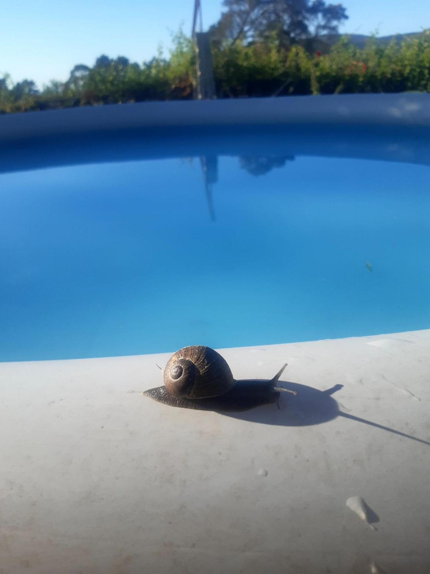 Willa Casinha Nº461 Vila Praia de Âncora Zewnętrze zdjęcie